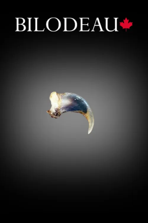 Fisher claw | Teeth & claws | BILODEAU Canada