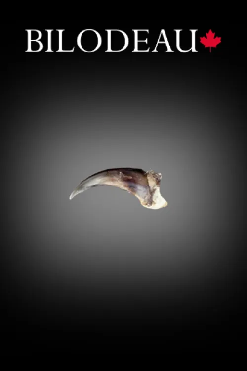 Coyote claw | Teeth & claws | BILODEAU Canada
