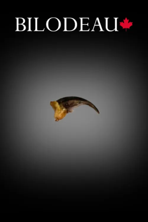 Fox claw | Teeth & claws | BILODEAU Canada