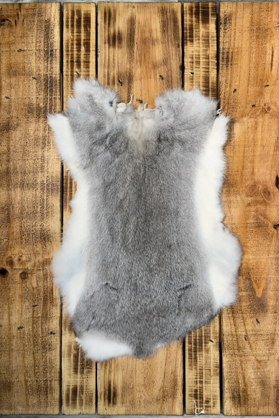 Lapin gris