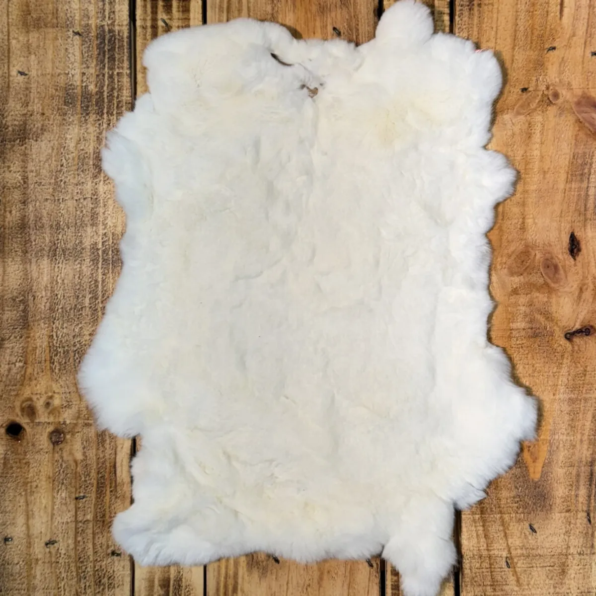 Lapin rex blanc