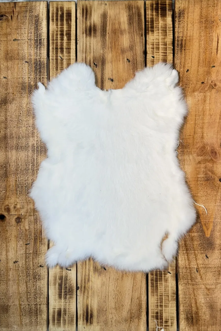 Lapin blanc