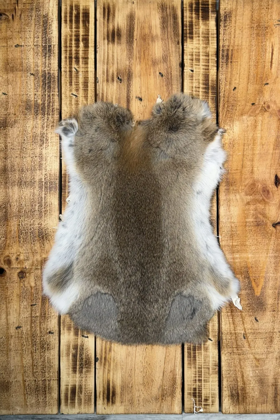 Lapin brun