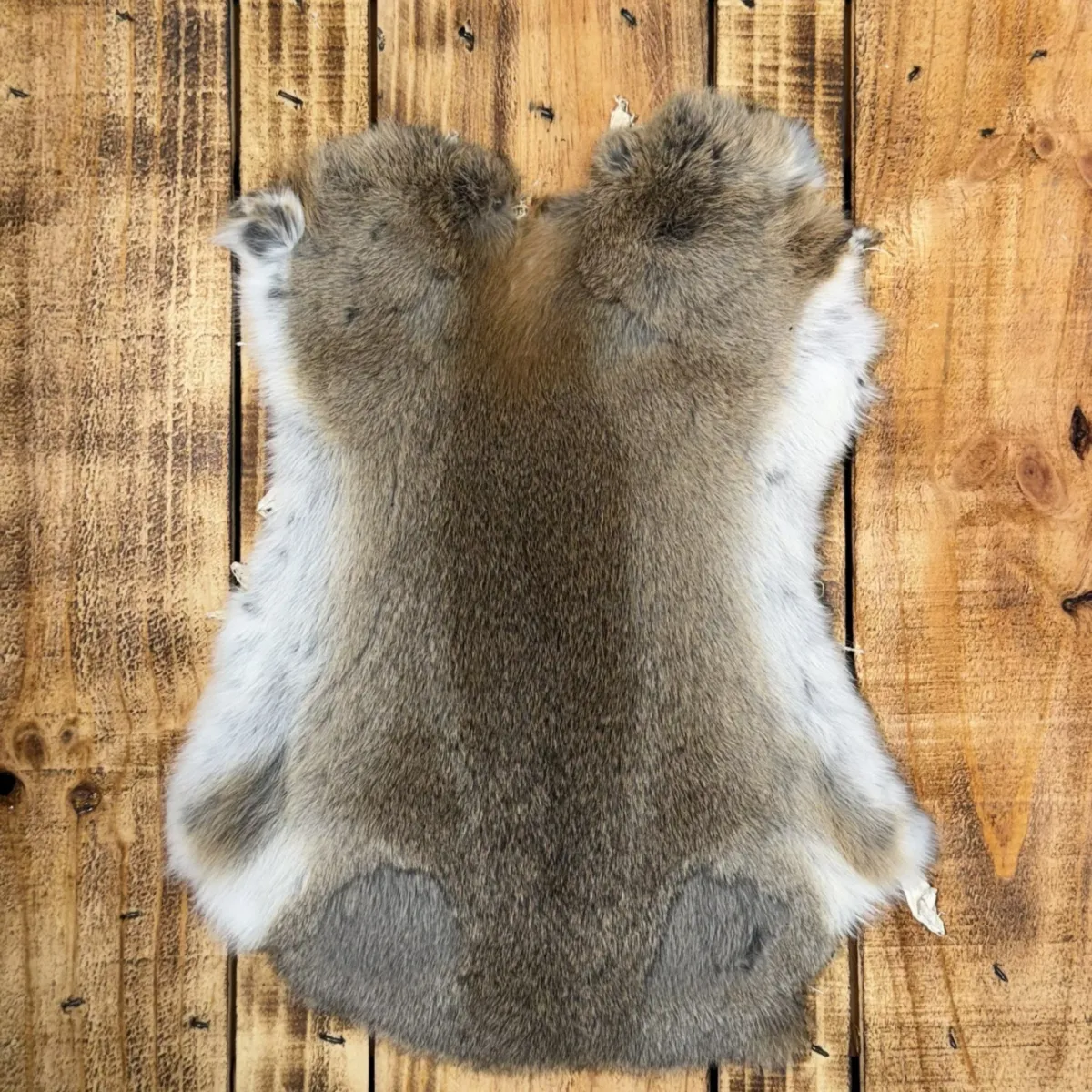 Lapin brun