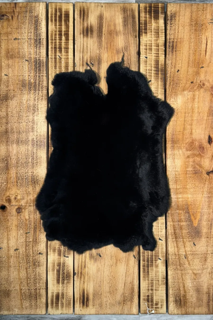 Lapin rex noir