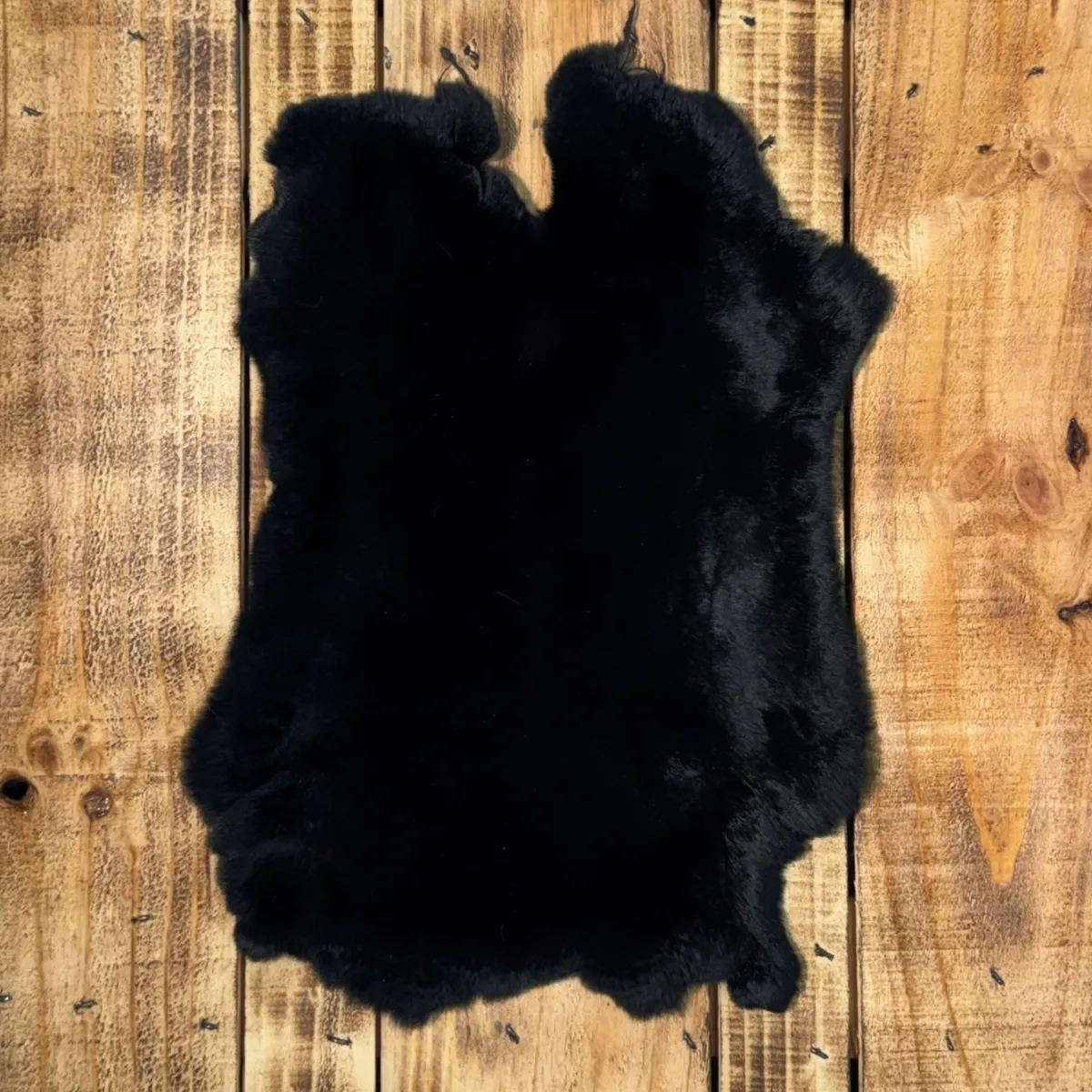Lapin rex noir