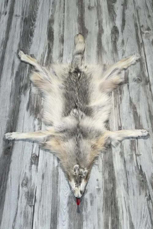 PEAU DE LOUP ARCTIQUE - #0001518 | Peaux apprêtées | BILODEAU Canada