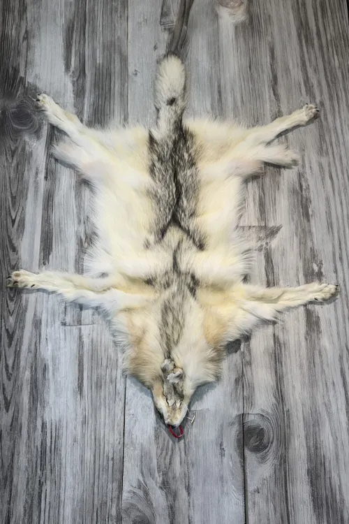 PEAU DE LOUP ARCTIQUE - #0001519 | Peaux apprêtées | BILODEAU Canada