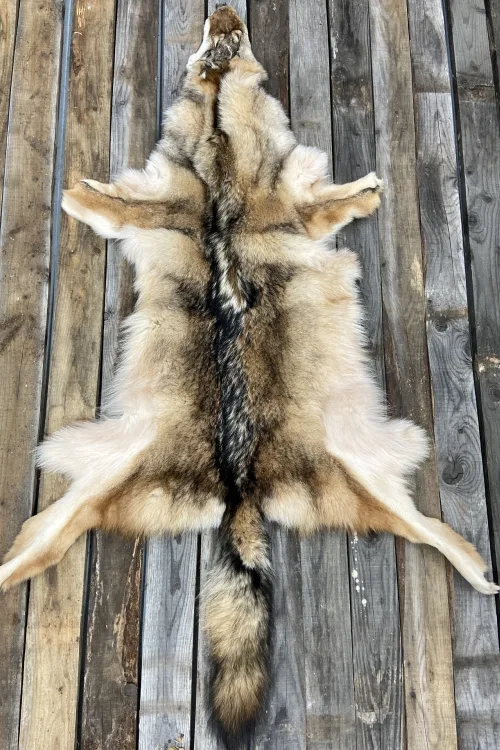 Peau de Coyote de l'est | Peaux apprêtées | BILODEAU Canada