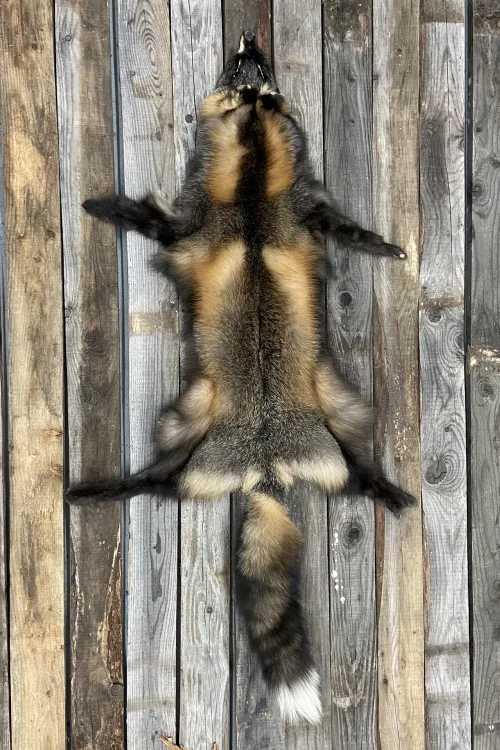 Peau de Renard Croisé de forêt | Peaux apprêtées | BILODEAU Canada