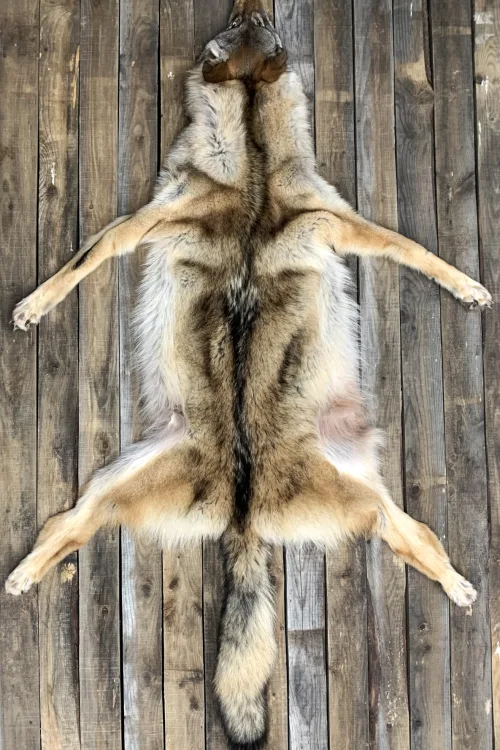 Peau de Loup | Peaux apprêtées | BILODEAU Canada